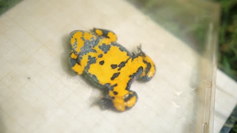 Close-up-of-a-yellow-bellied-toad-in-a-CD-case.